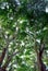 Moreton Bay Fig tree