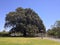 Moreton Bay Fig Tree