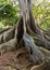 Moreton Bay Fig tree roots