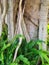 Moreton Bay Fig Tree, Sydney, Australia