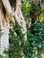 Moreton Bay Fig Tree, Sydney, Australia