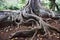 Moreton Bay Fig Trees at the Allerton Gardens National Tropical Botanical Garden in Kauai Hawaii