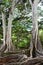 Moreton Bay Fig Trees at the Allerton Gardens National Tropical Botanical Garden in Kauai Hawaii