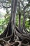 Moreton Bay Fig Trees at the Allerton Gardens National Tropical Botanical Garden in Kauai Hawaii