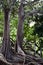 Moreton Bay Fig Trees at the Allerton Gardens National Tropical Botanical Garden in Kauai Hawaii