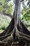 Moreton Bay Fig Trees at the Allerton Gardens National Tropical Botanical Garden in Kauai Hawaii