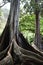 Moreton Bay Fig Trees at the Allerton Gardens National Tropical Botanical Garden in Kauai Hawaii