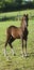 Morgan foal stands in summer pasture