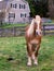 Morgan Horse in pasture