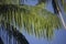 Moriche Plam, mauritia flexuosa, Tree producing Heart of Palm, Orinoco Delta in Venezuela