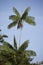 Moriche Plam, mauritia flexuosa, Tree producing Heart of Palm, Orinoco Delta in Venezuela