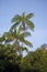 Moriche Plam, mauritia flexuosa, Trees producing Heart of Palm, Irinoco Delta in Venezuela