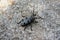 Morimus Funereus Beetle Bug - Gandac Croitor