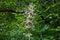 Morina longifolia in Valley of Flowers, Uttarkhand, India