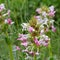 Morina longifolia, a wildflower