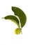 Morinda citrifolia also know as cheese fruit