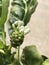 Morinda citrifolia or Cheese fruit flower.