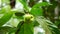 Morinda citrifolia great morinda, Indian mulberry, noni, beach mulberry, cheese fruit on the tree. Green fruit, leaves, and root