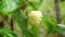 Morinda citrifolia great morinda, Indian mulberry, noni, beach mulberry, cheese fruit on the tree. Green fruit, leaves, and root