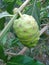 Morinda citrifolia or great morinda, indian mulberry, noni, chesee fruit, mengkudu, on the tree