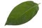 Morinda citrifolia leaf