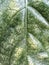 Morinda citrifolia leaves texture