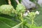 Morinda citrifolia Linn, Indian Mulberry