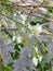 The moringa flower is a white bouquet of flowers bud in the top