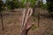 Moringa fruit on the plant