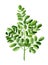 Moringa green tree leaves. Botanical Watercolor illustration isolated on white background.