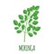 Moringa icon in flat style isolated on white.