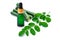 Moringa leaf with essential oil extract