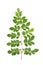Moringa leaf stalk on a white background - daun kelor