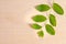 Moringa leaf on wooden board background