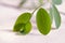 Moringa leaf on wooden board background