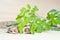 Moringa leaf on wooden board background