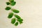 Moringa leaf on wooden board background