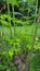 Moringa leafs - Moringa oleifera