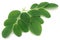 Moringa leaves