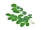 Moringa leaves isolate on white background