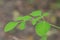 Moringa leaves or merunggai