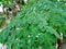 Moringa leaves super natural herbs green and testy