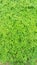 [Moringa leaves] view of many moringa seedlings, green leaf background