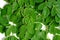 Moringa leaves on white background