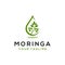 Moringa logo design template