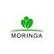 Moringa logo vector template symbol nature