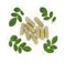 Moringa oleifera capsule