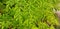 Moringa oleifera, Common names include moringa, drumstick tree, horseradish tree, and ben oil tree