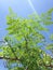 Moringa Oleifera (Drumstick) Tree with Hanging Seedpods Growing in Bright Sunlight.