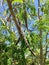 Moringa Oleifera (Drumstick) Tree with Hanging Seedpods Growing in Bright Sunlight.